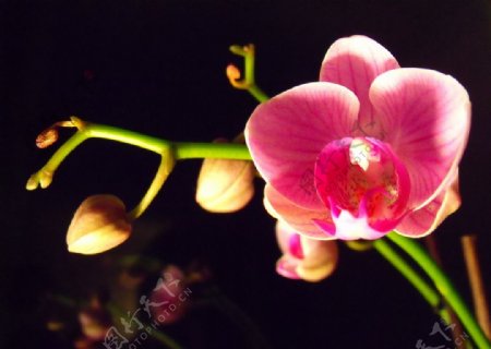 粉色蝴蝶兰花