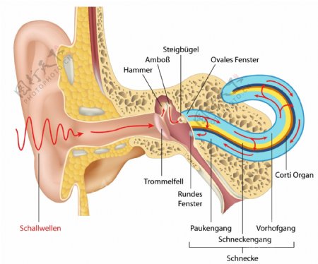 耳朵结构剖面注释矢量素材