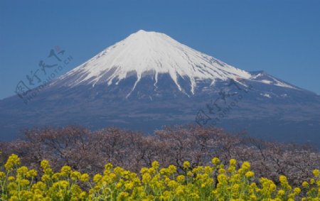 富士山下的花
