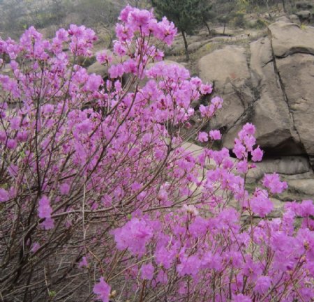 胶南杜鹃花