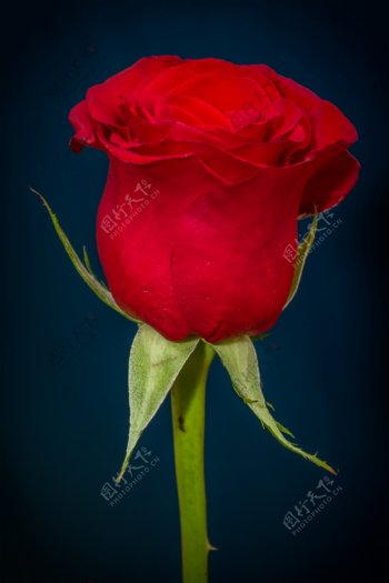 一支红色玫瑰花