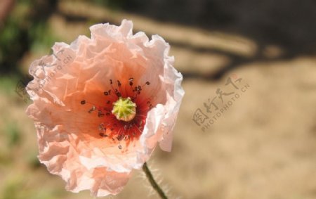 粉色罂粟花
