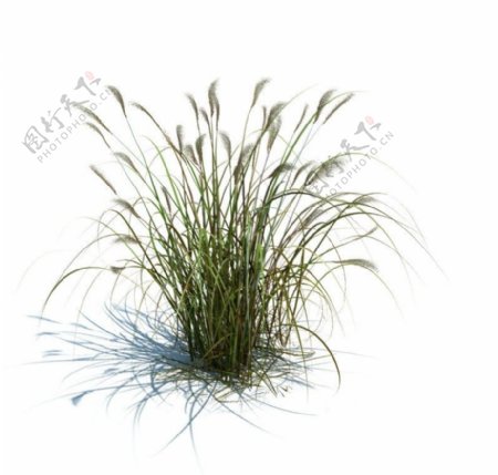 植物模型草模型