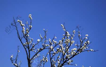 春日梨花