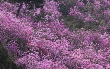 杜鹃花