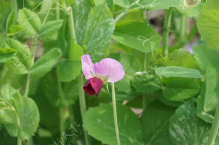 豌豆苗开花图