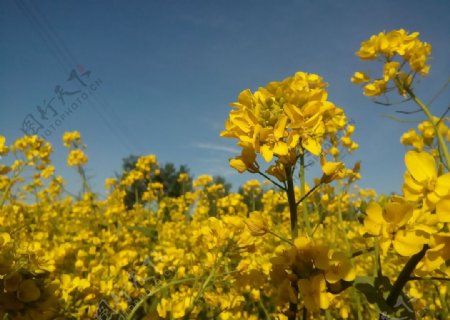 油菜花田