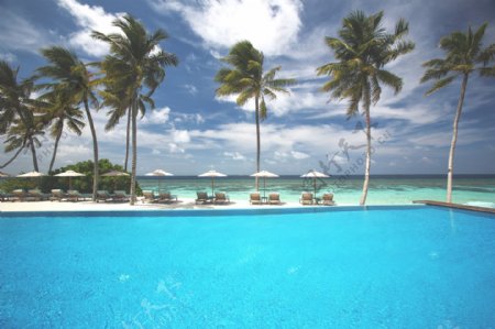 海边椰树游泳池