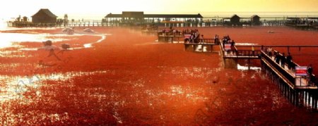 迷人的红海滩
