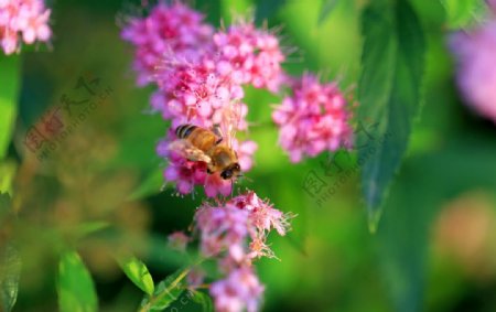 采蜜的蜜蜂