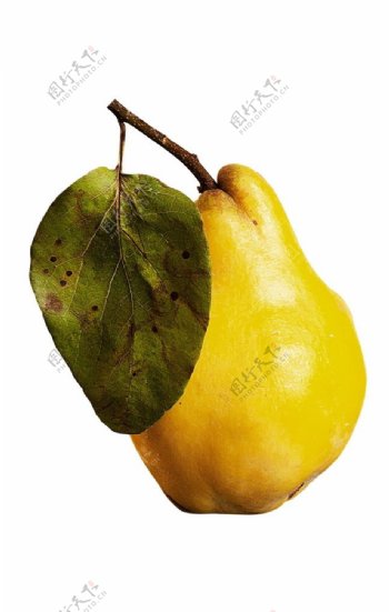 黄色香梨