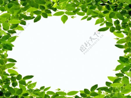 绿色树叶相框