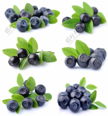 6组蓝莓