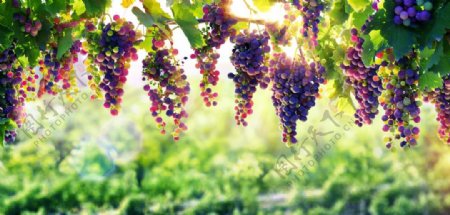 美丽的葡萄园葡萄