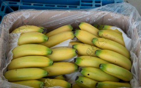 装箱香蕉