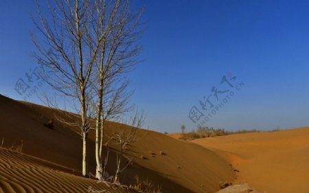 恩格贝沙漠
