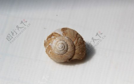 蜗牛壳微距摄影