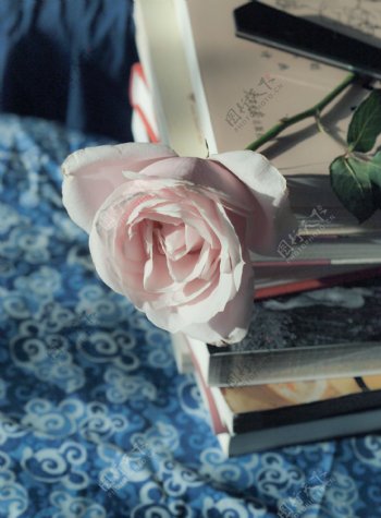玫瑰花与书