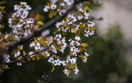 枝干上的红叶李