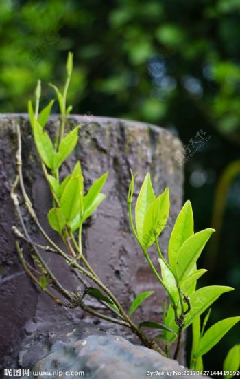 嫩叶绿叶