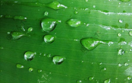 雨打芭蕉