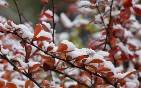 红叶初雪