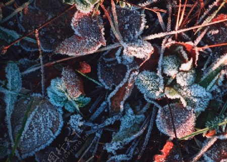 冬季落叶冰霜摄影