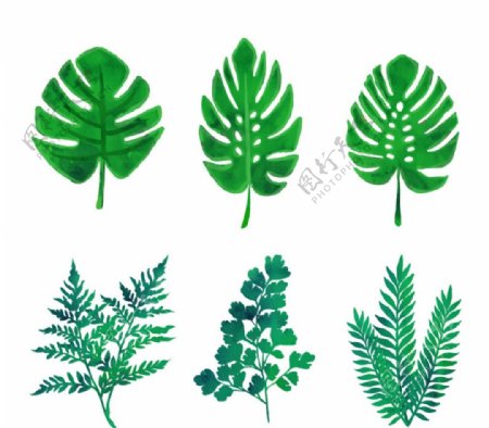 绿色植物叶子矢量素材