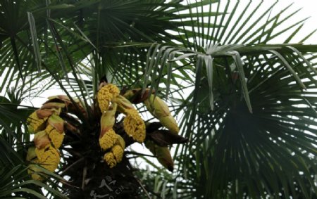 亚热带植物