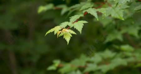 绿枫叶