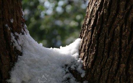 树丫上的雪