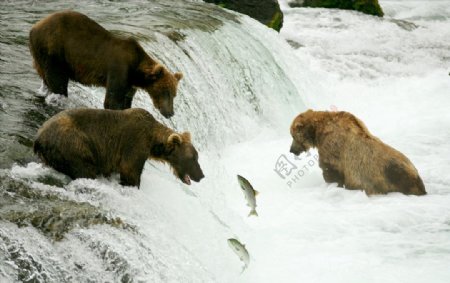 棕熊捕鱼