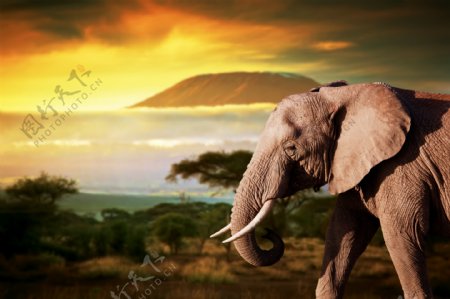 大象非洲