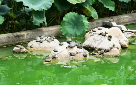 放生池中的乌龟