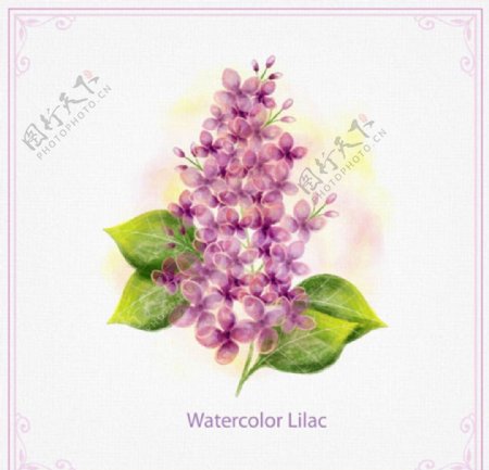 手绘水彩紫色春季花卉