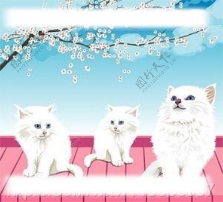 韩国白色猫咪矢量图