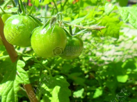 草植物绿色西红柿叶子绿色植物绿色蕃茄
