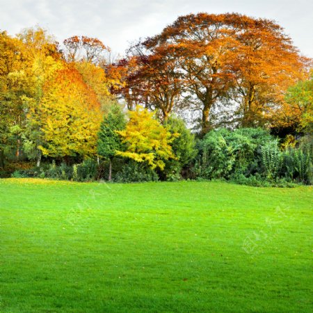 秋天树木草地风景图片