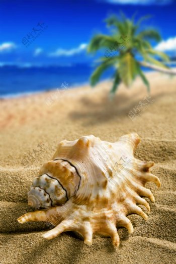 夏日沙滩海螺图片