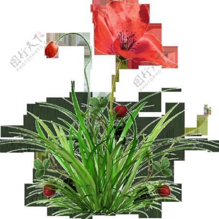 透明背景的罂粟花和小草
