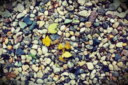 石头叶子秋天黄色树叶