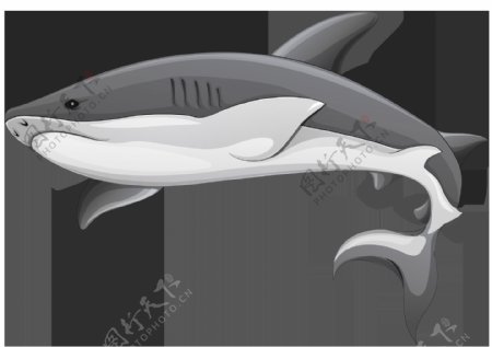 手绘灰色鲨鱼免抠png透明图层素材