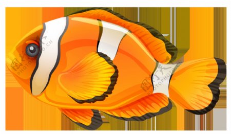 手绘卡通热带鱼类免抠png透明图层素材