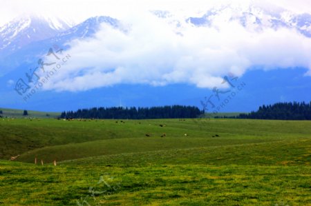 草原放牧风景图片