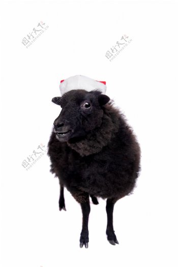 戴圣诞帽的黑羊图片