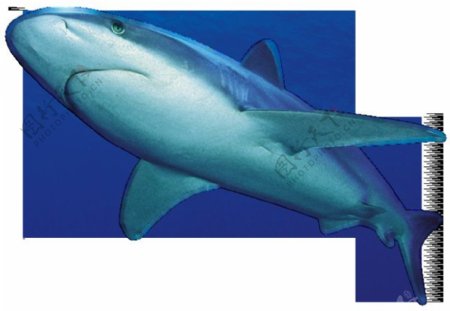 正在游泳的大鲨鱼免抠png透明图层素材