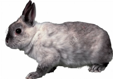 灰色毛发的兔子免抠png透明图层素材