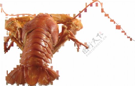 棕色龙虾免抠png透明图层素材