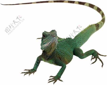 长尾巴绿蜥蜴免抠png透明图层素材