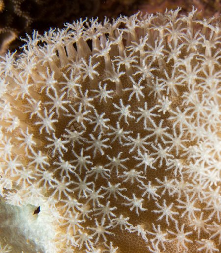 珊瑚素材图片